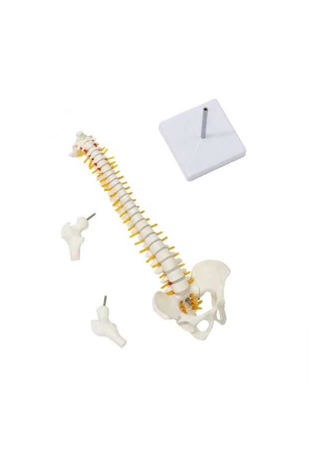 Omurga Maketi 45 Cm Model 13 - 3