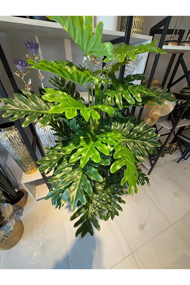 Corydalis sinensis170cm - 2