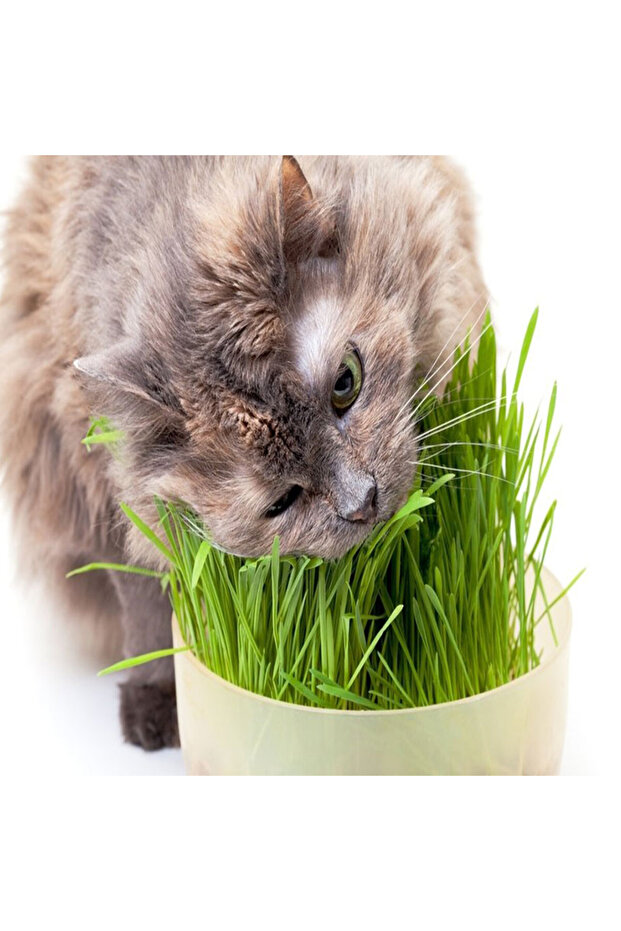 3 Lü Kedi Çimi - 5