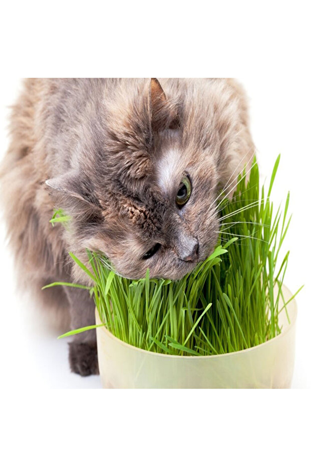 3 Lü Kedi Çimi - 3