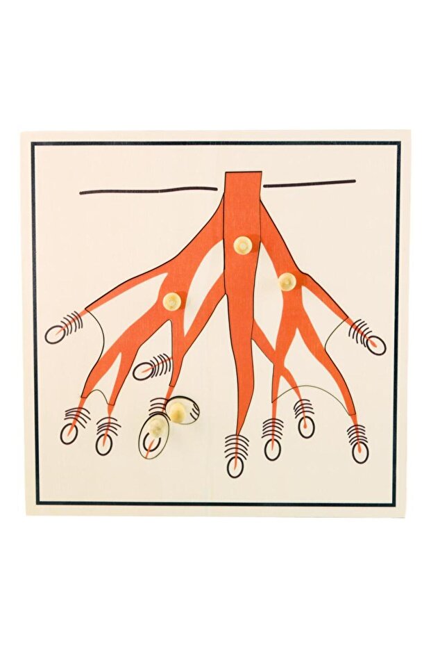 لغز جذر الشجرة - 1