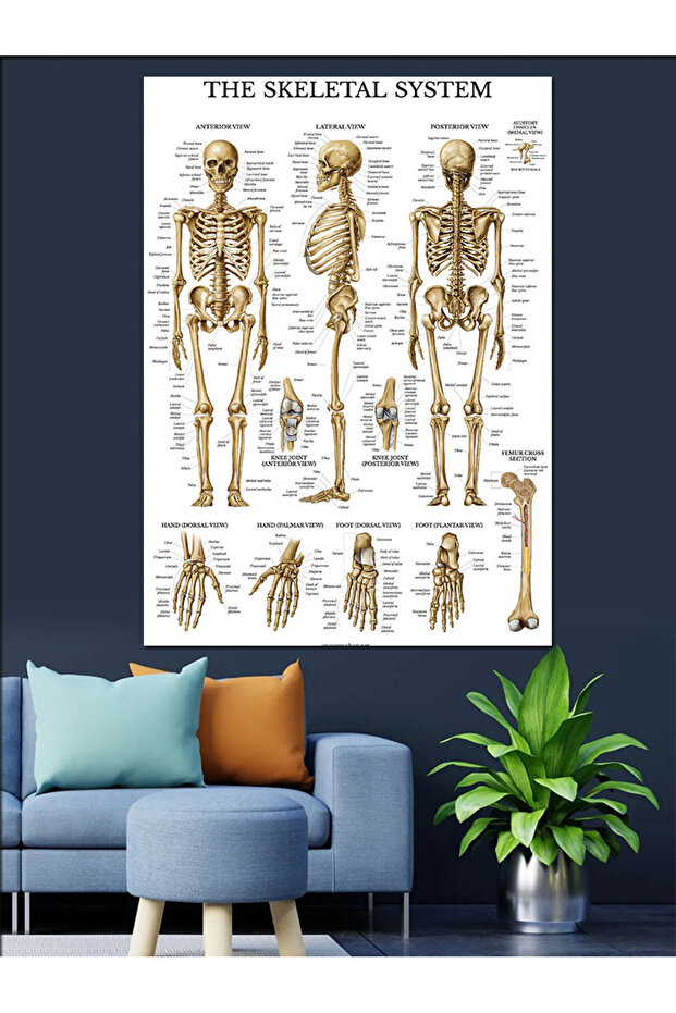 İskelet Sistemi Dekoratif Kanvas - Mdf Ahşap Tablo - 4