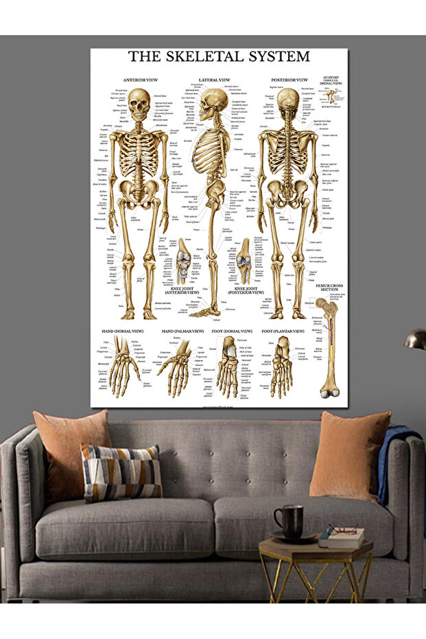İskelet Sistemi Dekoratif Kanvas - Mdf Ahşap Tablo - 3