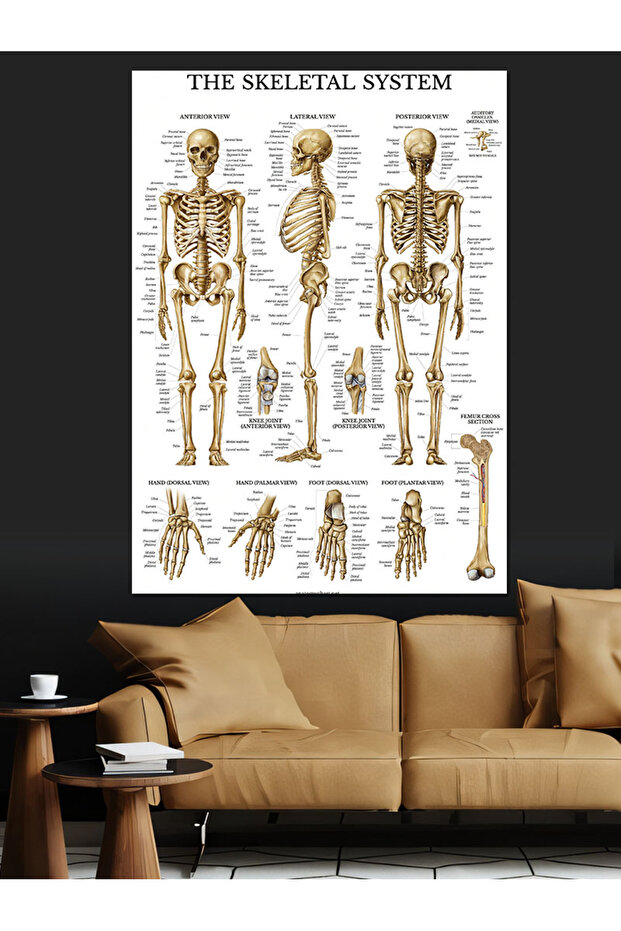 İskelet Sistemi Dekoratif Kanvas - Mdf Ahşap Tablo - 5