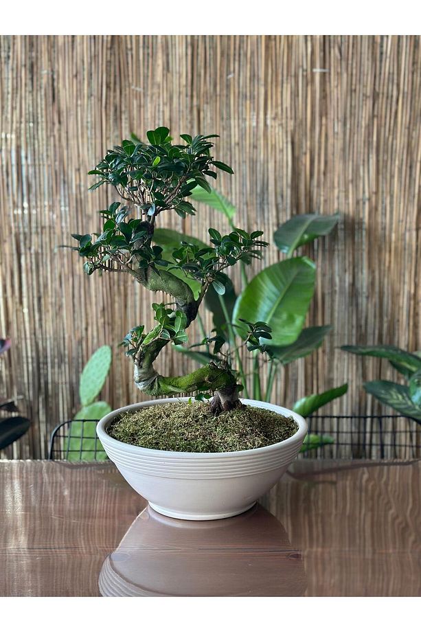 Bonsai / Çanak Saksı Çap: 40cm Yükseklik 12cm Ekru (drenaj Delikli Ve Tabaklı ) - 1