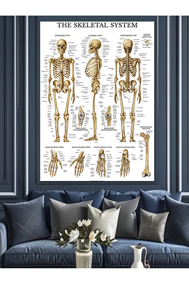 İskelet Sistemi Dekoratif Kanvas - Mdf Ahşap Tablo - 1