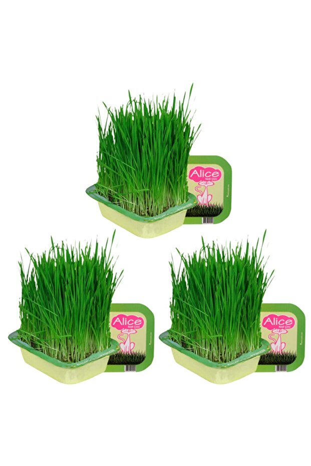 3 Lü Kedi Çimi - 1