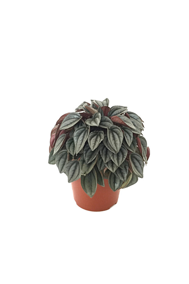 Peperomia Caperata 'Platinum' - 1
