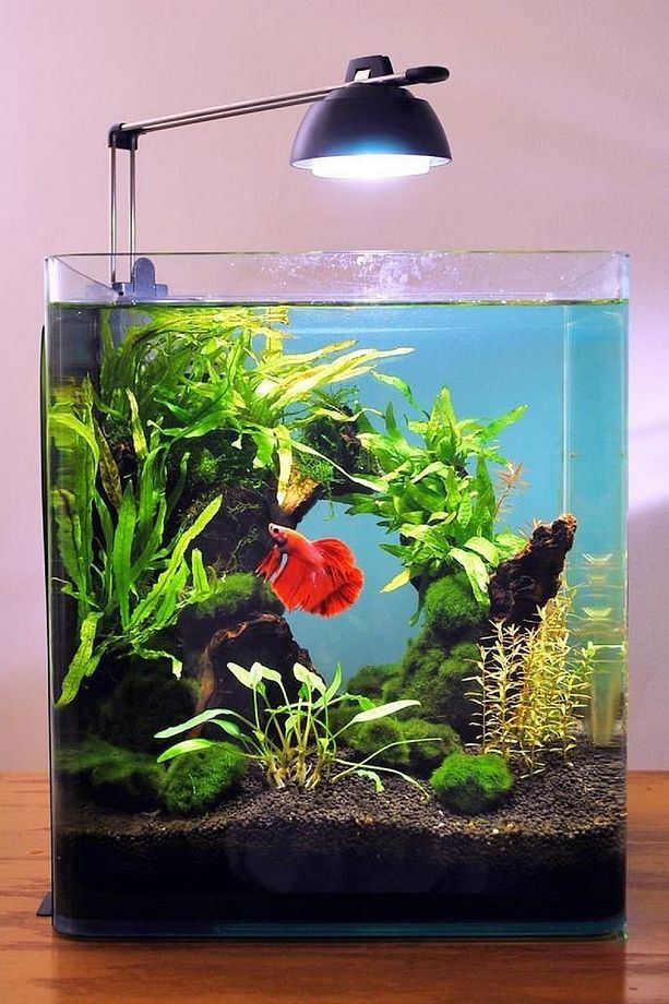 Betta Kabı 2,8 Lt. 15x15x15 Cm. Beta Su Kaplumbağası Karides Beta Kabı Betta Balık Kaplumbağa Fanusu - 1