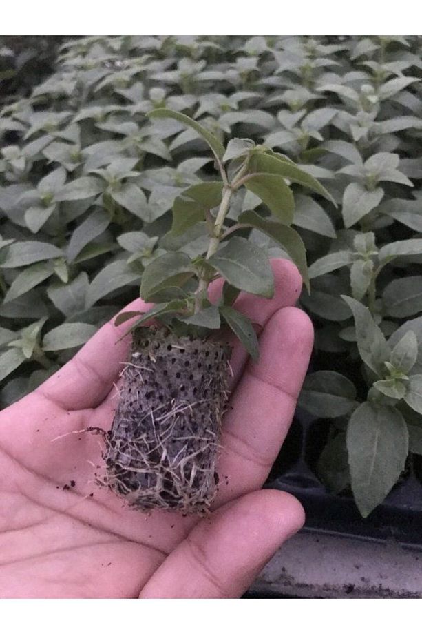 Sarkıcı XXL Çiçekli Fuchusia Karışık Küpeli Küpe Çiçeği Fidesi (20 adet) - 2