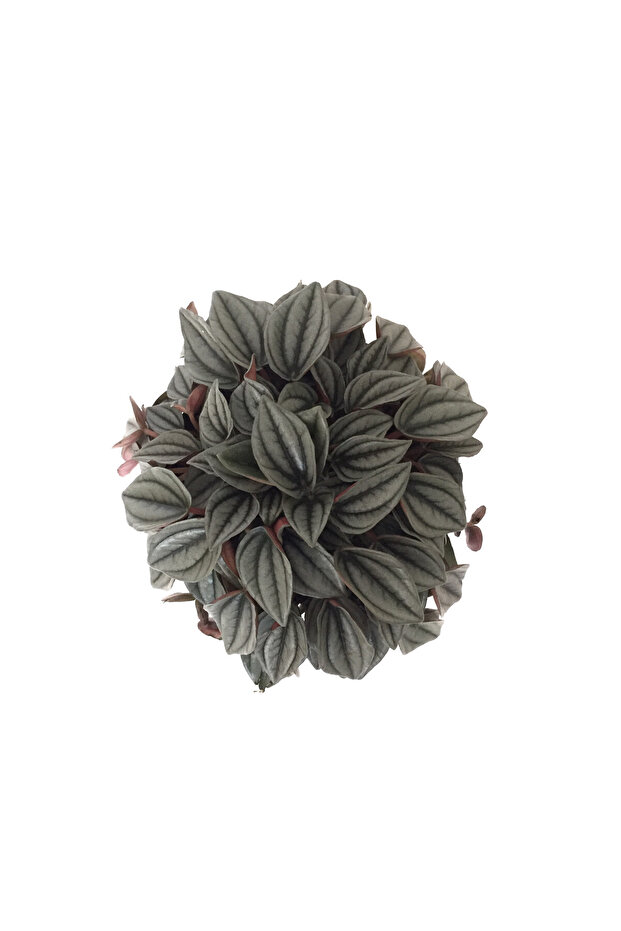 Peperomia Caperata 'Platinum' - 2