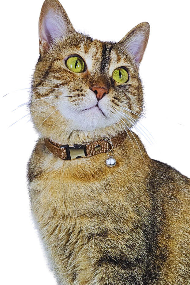 Cat Collar Adjustable Sound Rattle Neck Collar Latte