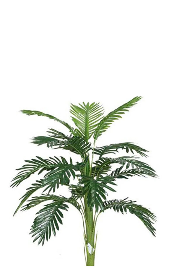 Small palm tree in a cylindrical plastic container - 2