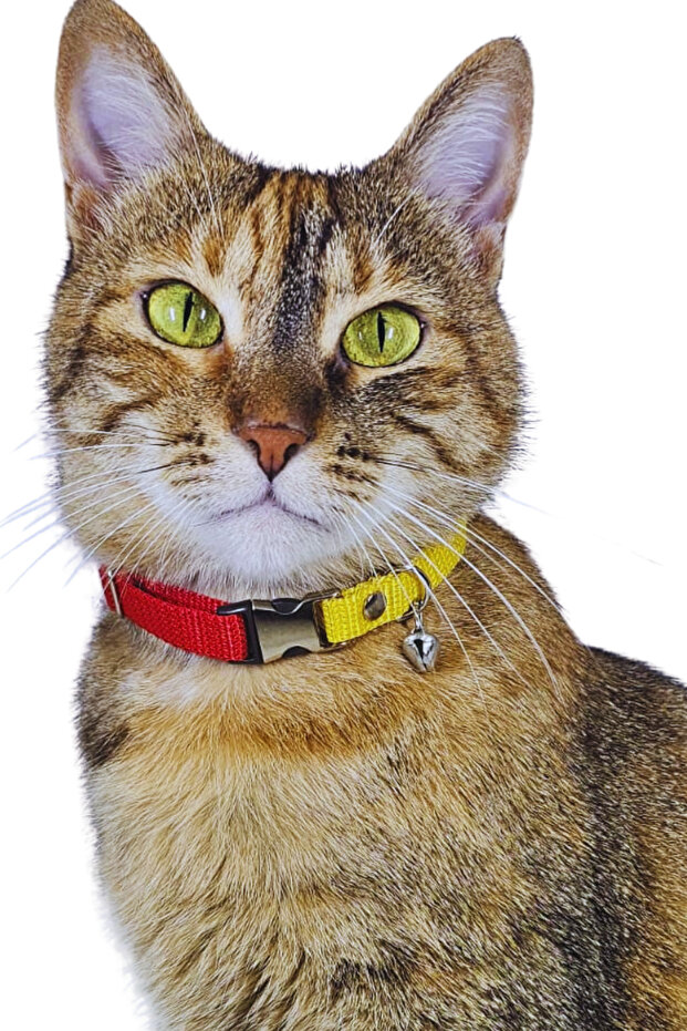 Yellow Red Adjustable Cat Collar with Bell | Stylish Neck Collar with Fan Color