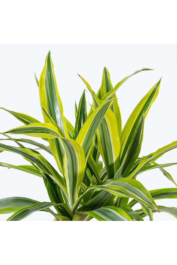 Dracaena Dremensis Lemon Lime 2 Gövdeli 80-100 cm Salon Bitkisi - 2