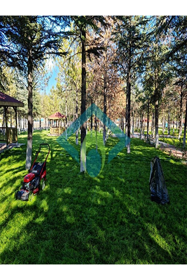 Dark Grass ( 10 Kg ) - 3