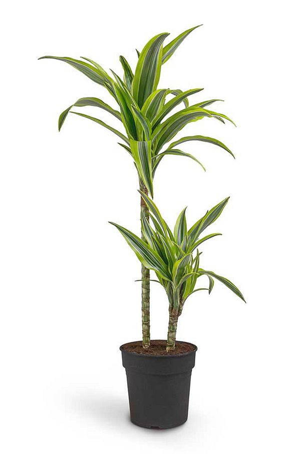Dracaena Dremensis Lemon Lime 2 Gövdeli 80-100 cm Salon Bitkisi - 1