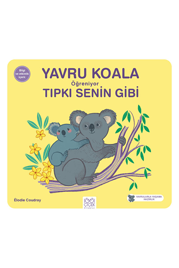 Yavru Koala Öğreniyor Tıpkı Senin Gibi