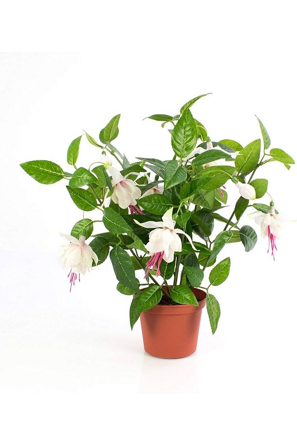 Küpeli Fuchsia Çiçeği Fidanı 10-20 Cm - 3