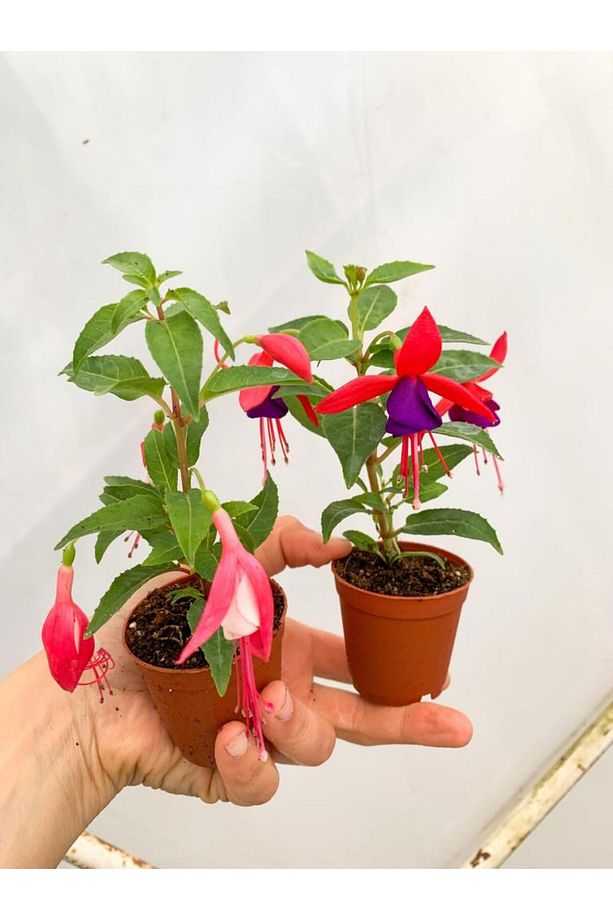 Küpeli Fuchsia Çiçeği Fidanı 10-20 Cm - 2
