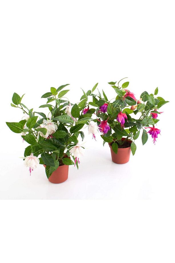Küpeli Fuchsia Çiçeği Fidanı 10-20 Cm - 1