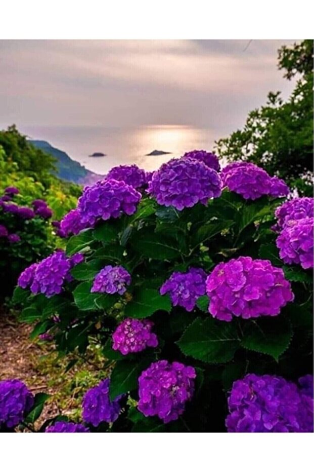 Mor Ortanca Çiçeği Fidanı 20-30 Cm - 1