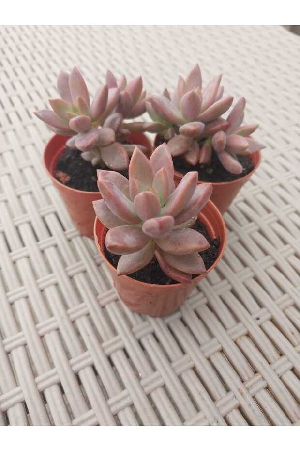 GRAPTOSEDUM