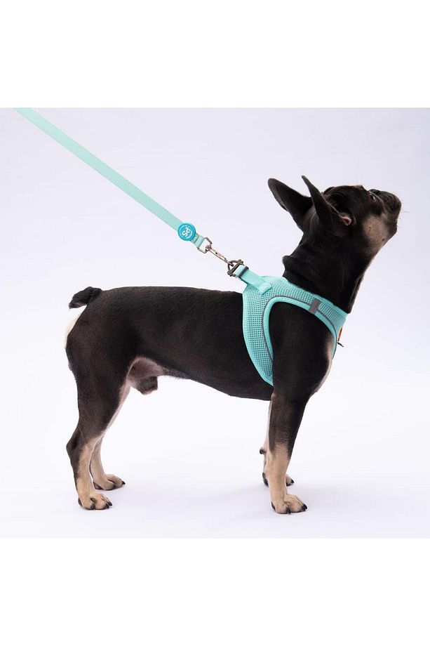 Mint Leash Kedi Köpek Sevk & Gezdirme Kayışı Köpek Uzatma Tasması - 7