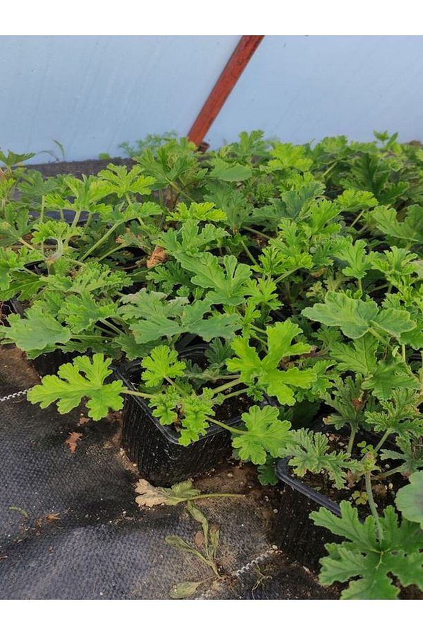 Kokulu Itır Fidesi 1 Adet Saksılı 10-25cm Aromatik Bitki Gül Damlası Çiçeği - 2