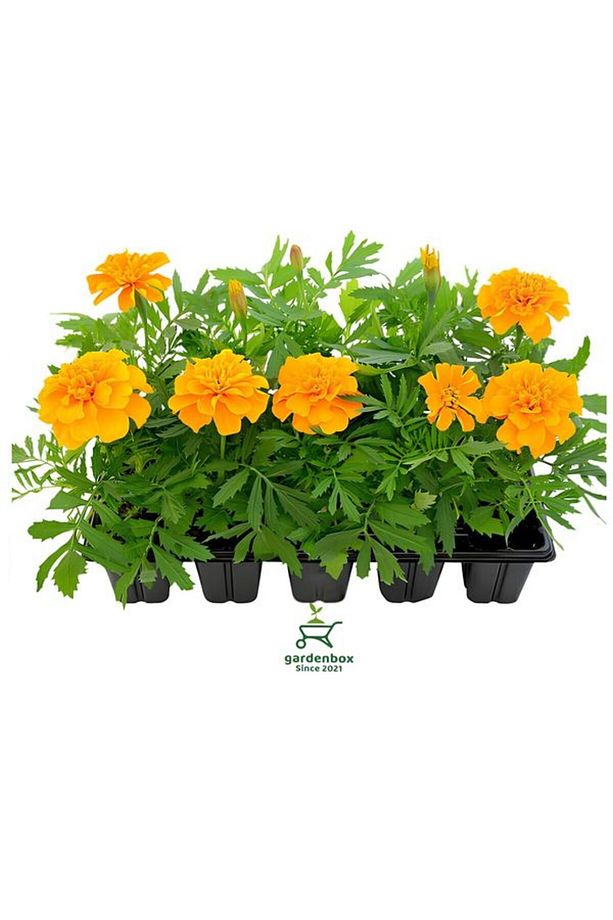 Sarı Renk Çıtır Kadife Çiçeği Saksılı/Tüplü 10 Adet 10-15cm Bahçe Balkon Çiçeği - 2