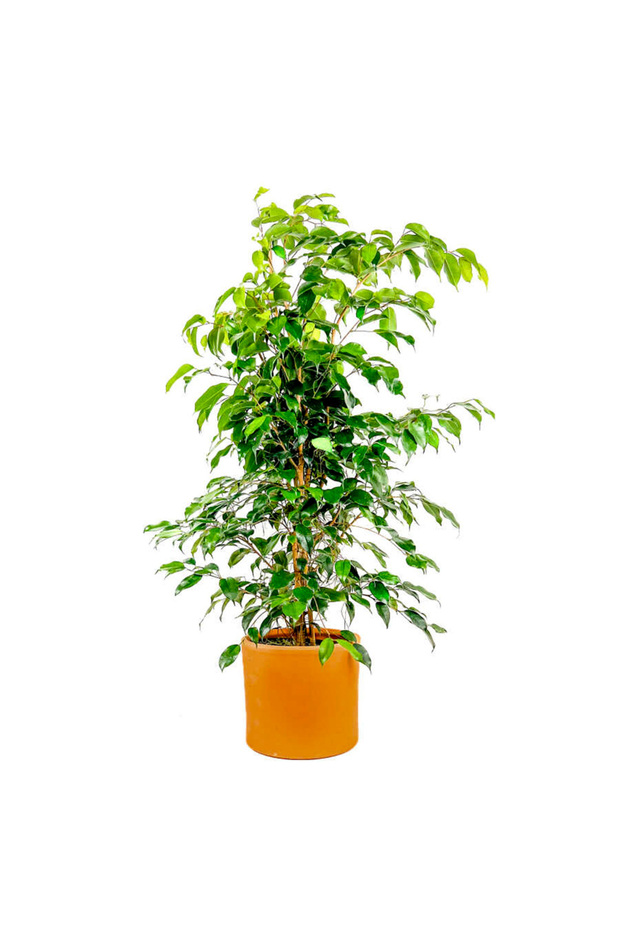 Ficus Benjamina Danielle-benjamin Bitkisi-terra Cotta Ruby Saksılı 100-120 Cm - 1