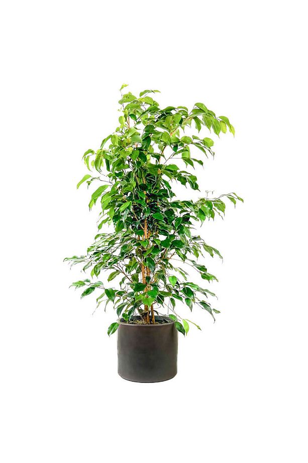 Ficus Benjamina Danielle-benjamin Bitkisi-antrasit Ruby Saksılı 100-120 Cm - 1
