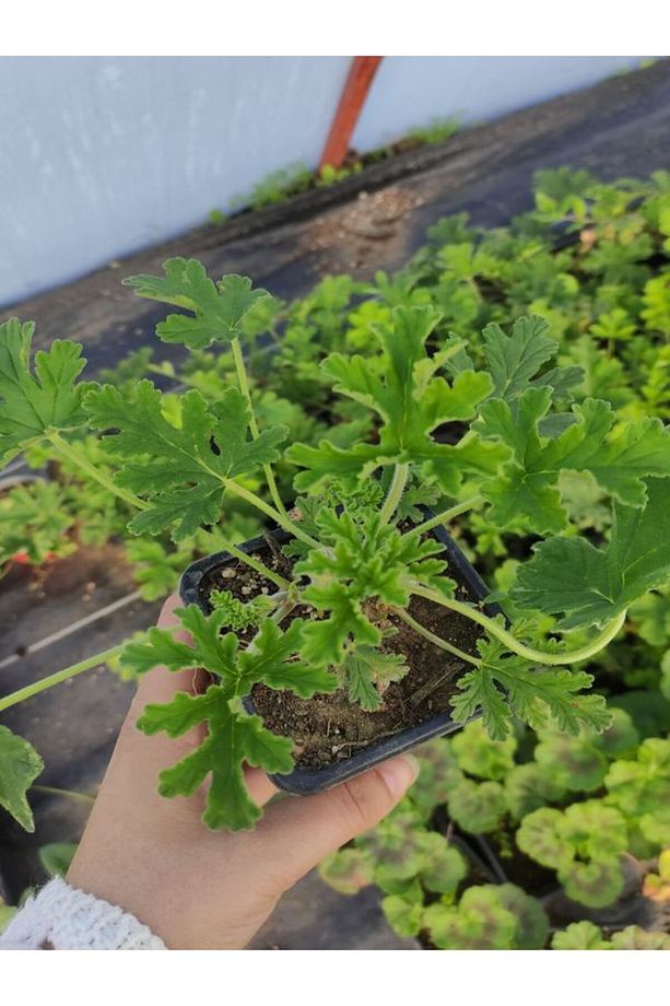 Kokulu Itır Fidesi 1 Adet Saksılı 10-25cm Aromatik Bitki Gül Damlası Çiçeği - 1