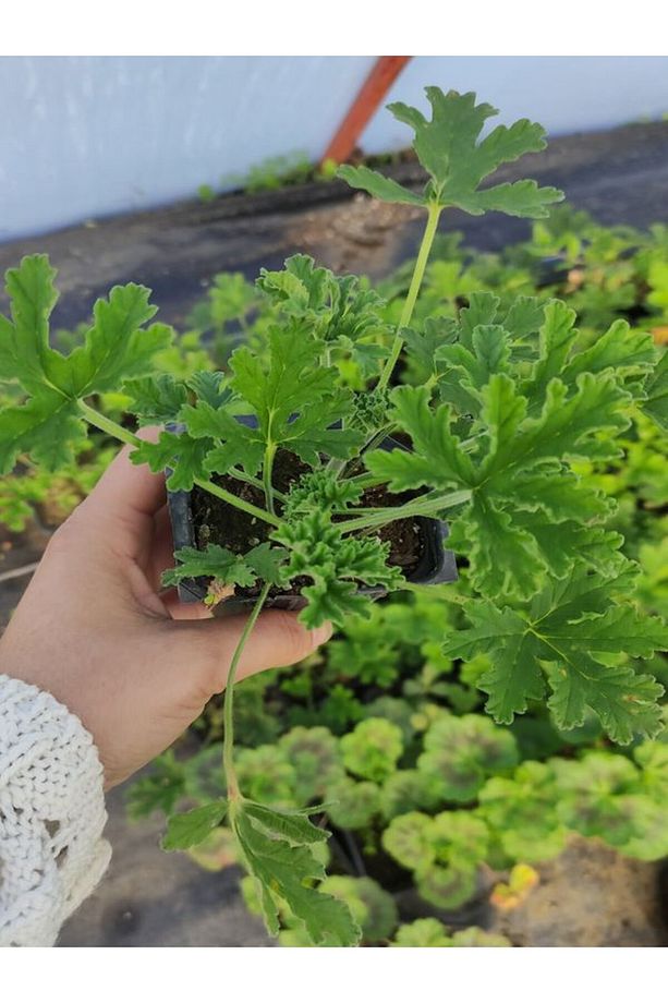 Kokulu Itır Fidesi 1 Adet Saksılı 10-25cm Aromatik Bitki Gül Damlası Çiçeği - 3