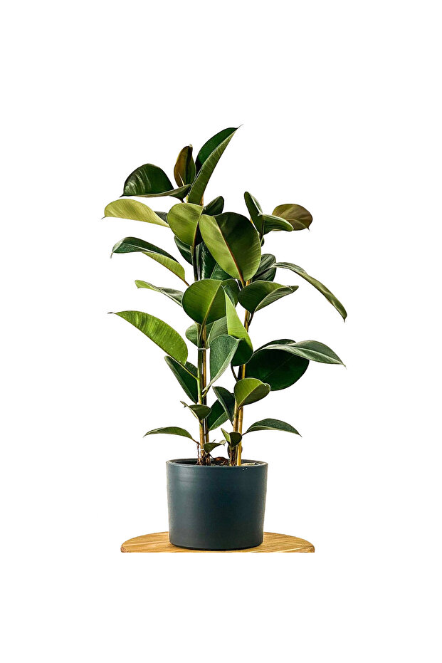 Ficus Elastica Kauçuk Ruby Antrasit Saksılı 120-140 Cm - 1