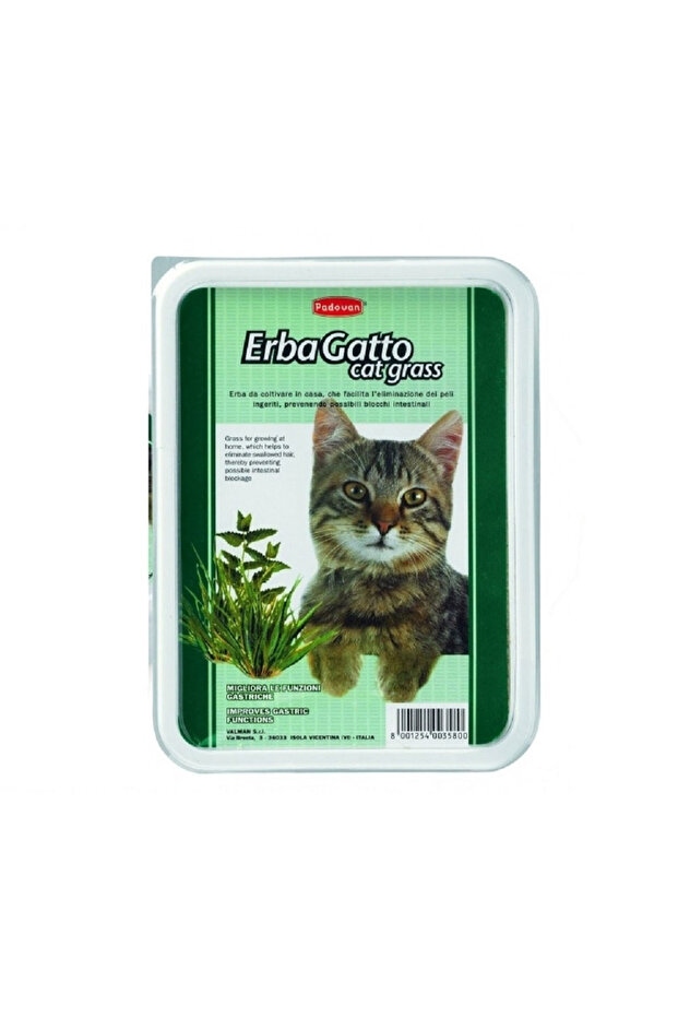 عشب القطط إيرباغاتا - 1