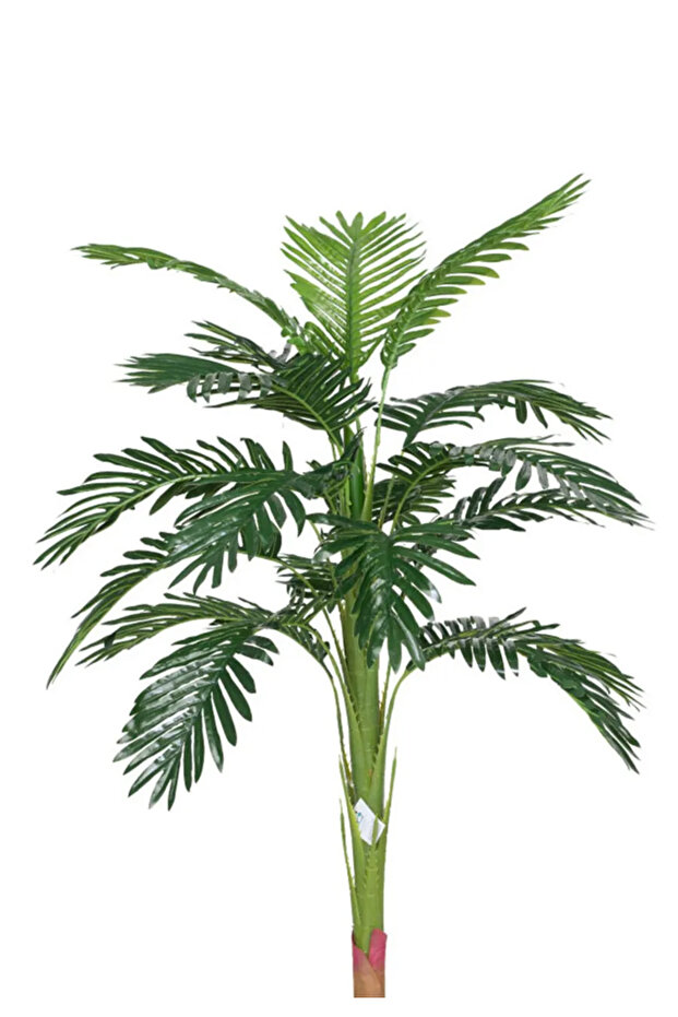 Medium palm tree in a circular plastic container - 2