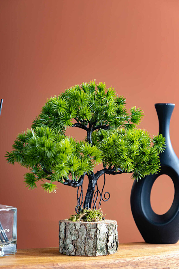 Juniperus Kütük Saksıda Mini Ardıç Ağacı - 3