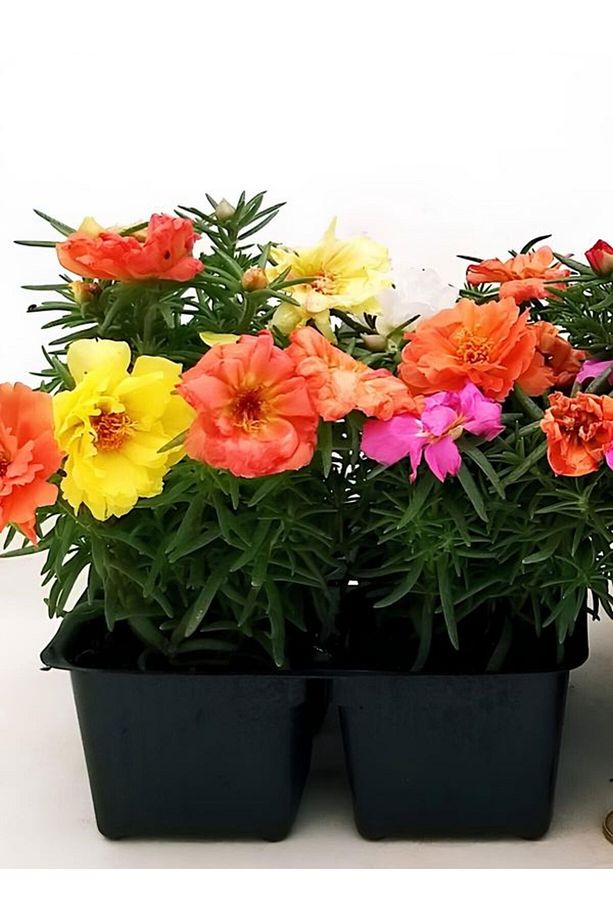 İpek Çiçeği Turuncu Ve Sarı Renk 2 Adet 5-15CM Saksılı Kedi Tırnağı çiçeği - 1