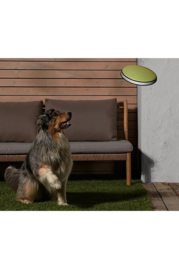 فراشة الكلب - 1