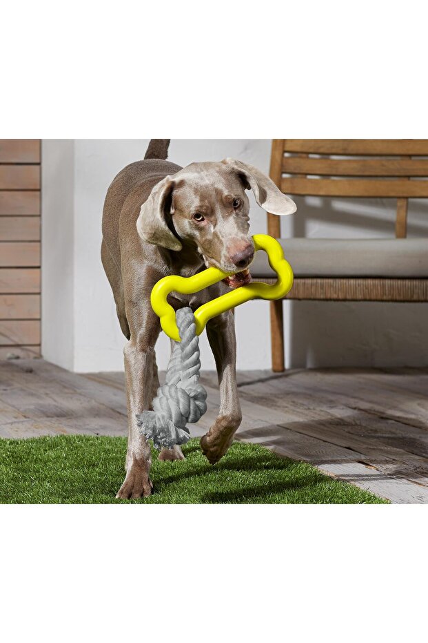 Dog Toys