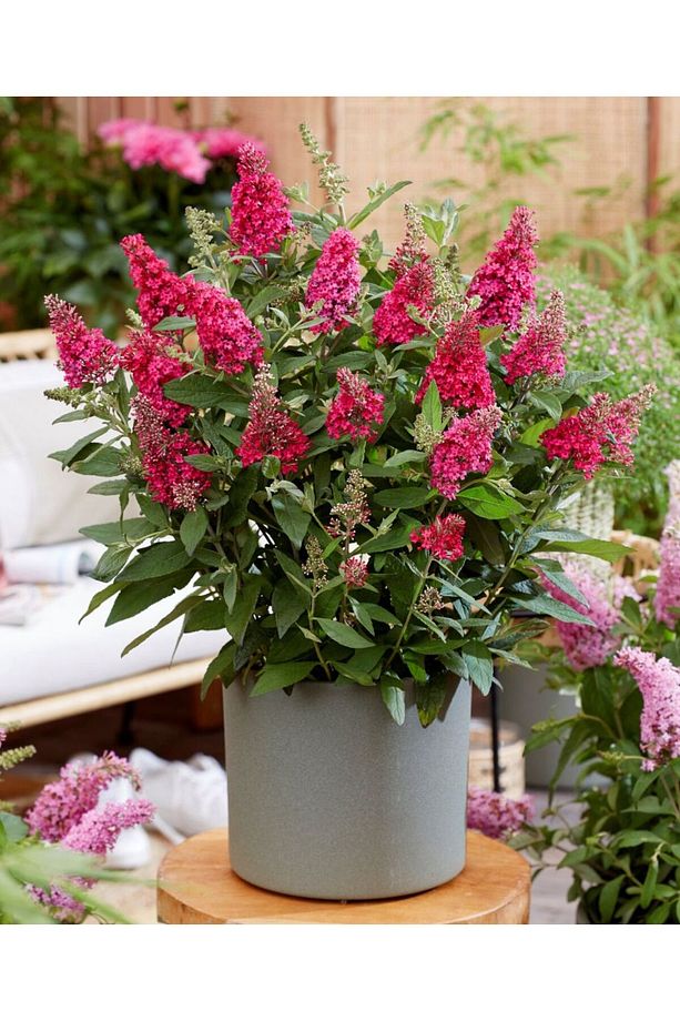 Kelebek çalısı buddleja davidii Ruby fidanı - 1
