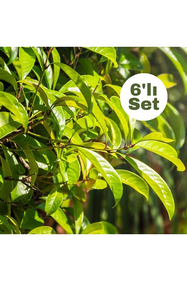 Parlak Yapraklı Kartopu 6'lı Set (VİBURNUM LUCİDUM) - 2