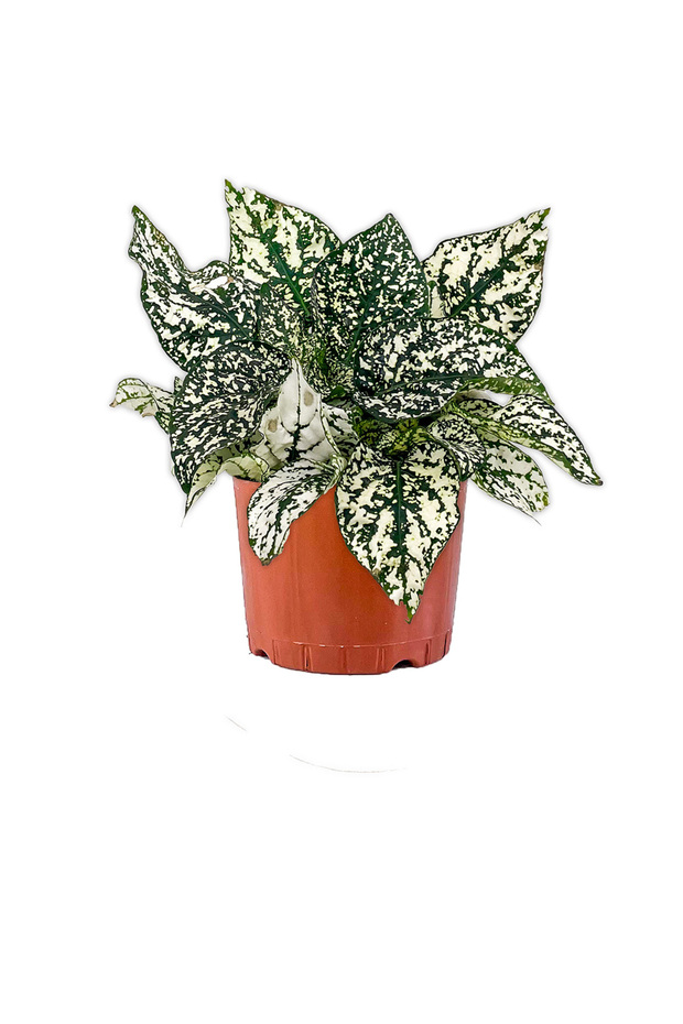 Hypoestes Phyllostachya Beyaz Hostes Çiçeği