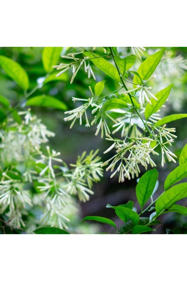 Melisa - Parfüm Çiçeği (cestrum Nocturnum) - 1