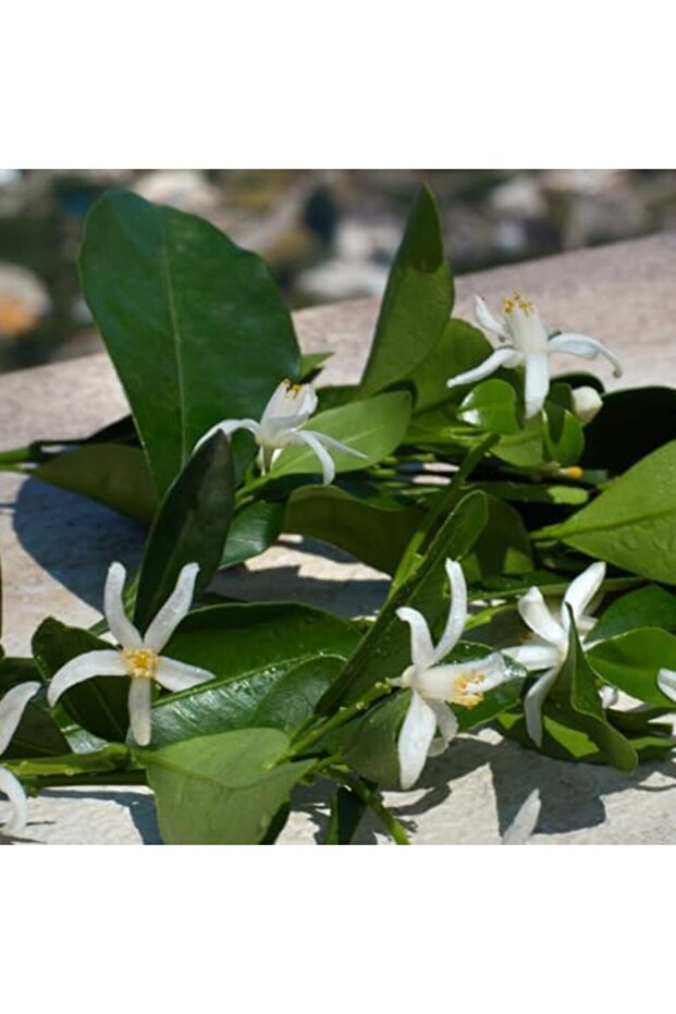 عطر ديفوشن 100 مل - 7