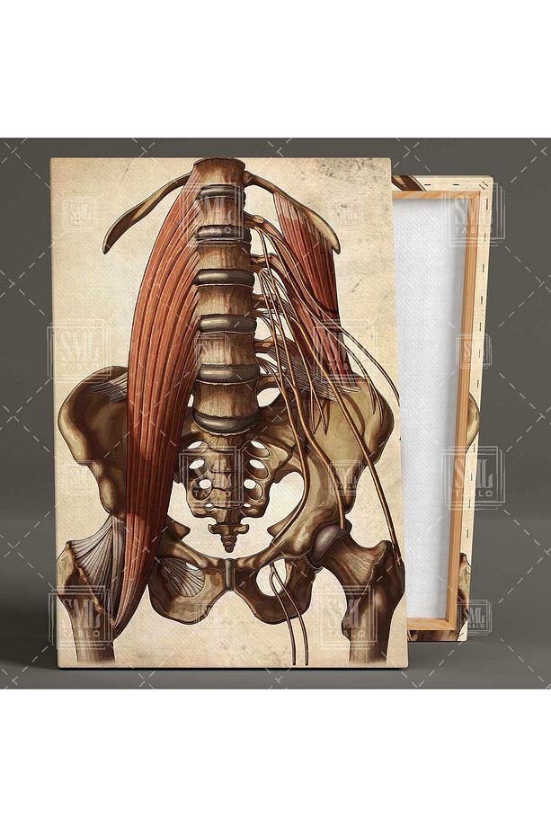 Omurga Ve Kalça Kemiği Anatomisi Kas Yapısı Dikey Kanvas Tablo - 2