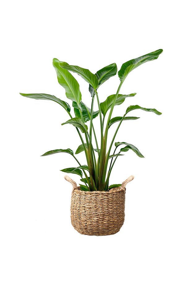Starliçe Large (Strelitzia Nicolai) Basic Hasır Saksılı