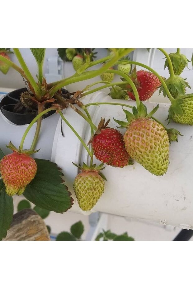 Topraksız Tarım Mini Hobi Seti - 7