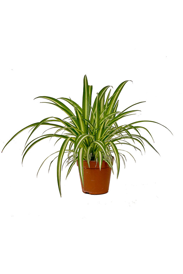 Kurdele Çiçeği - Chlorophytum Comosum - 1